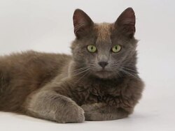 Grey angora domestic cat looking around against white background Stock Footage