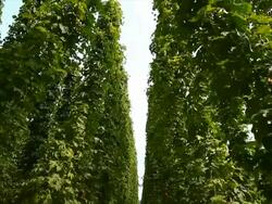 HD Hop garden tilt up Stock Footage