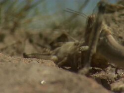 Close Up - Locusts hopping around dead locust and dragging body away / Australia Stock Footage