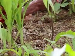 CU Shot of Hands digging in dirt / Soe, Mt. Mutis, West Timor Indonesia Stock Footage