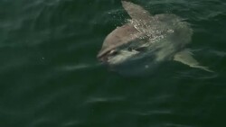 A Mola fish floats at the surface of the water. Stock Footage