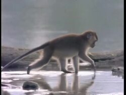 MS Macaque monkey (Macaca fascicularis) paddling in to water, turns over rock and looks underneath, Malaysia Stock Footage