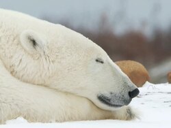 CU Polar bear sleeping on snowy landscap / Churchill, Manitoba, Canada Stock Footage