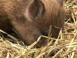VOICED: Wild boar bounce back in Britain News Clip