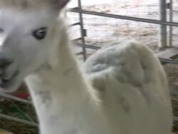 HD 1080i Feeding White Alpaca Stock Footage