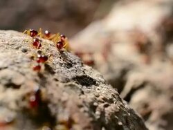 ant walking on tree root in nature Stock Footage