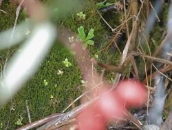 Close up of the jet of stream in mountain Stock Footage