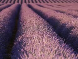 MS Shot of deep purple lavender rows on lavender field / France Stock Footage