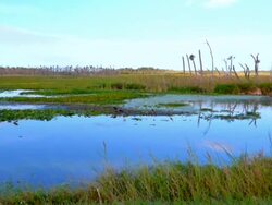 Wetlands at Dawn Stock Footage
