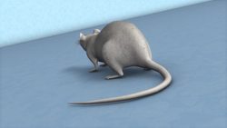 Paralyzed rats able to walk again Instructional Video