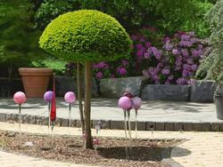 MS Shot of contour cut at taxus in nursery / Saarburg, Rhineland Palatinate, Germany Stock Footage