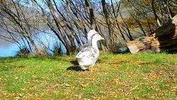 Lake Wanaka and Hayes in Autumn Stock Footage