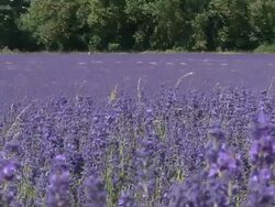Lavender Field Stock Footage