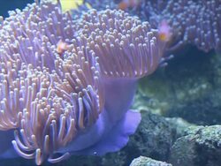 Flower-like sea animal on stone beside. Stock Footage