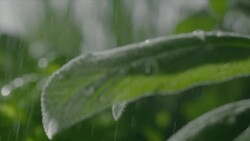 Sage and basil plant Stock Footage