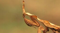 Leaf Mantis Stock Footage