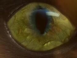 scary eye Stock Footage