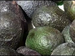 Fresh Organic Avocados Stock Footage