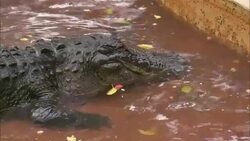 An alligator rests in a pool. Stock Footage