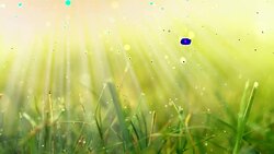 Grass in Sunlight. HD Stock Footage