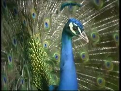 Peacock, courtship display, shakes with fanned out feathers, CU, Israel Stock Footage