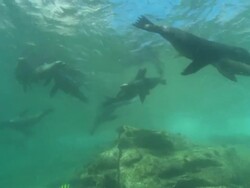 Sea Lions, bunch swimming, playing near surface over camera, Mexico  Stock Footage