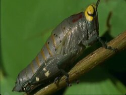 CU Cricket hanging onto branch, Botswana, Africa Stock Footage