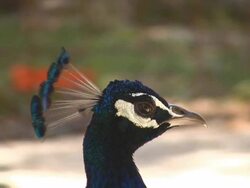 Peacock Stock Footage