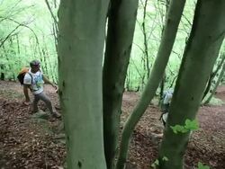 View down onto hikersfollowing trail in hardwood forest Stock Footage
