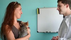 A veterinarian inspects a little dog Stock Footage