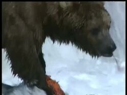CU Brown Bear, Ursus arctos, eating salmon, series, Arctic Circle Stock Footage