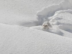  MS ZI POV Lontra bounding and sliding in deep snow / Yellowstone National Park, Montana and Wyoming, United States Stock Footage