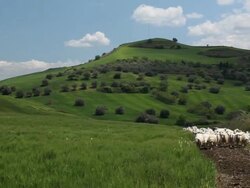 Sicilian Landscape with sheep Stock Footage