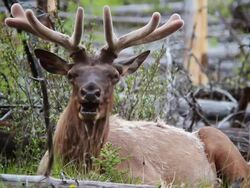 Mellow Elk Stock Footage