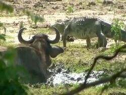 MS Crocodile walking through frame (High walk, on land) Water buffalo in foreground looks on Stock Footage