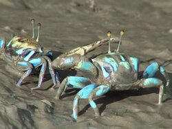 Fiddler crabs (Uca sp.), Lubuk, Sabah Stock Footage