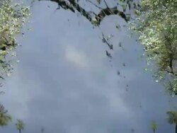 OLD PEAR TREES: MOVING IN SPHERICALLY. CLOUDS (loop) Stock Footage