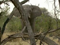 MS Shot of elephant pauses to graze on dried grass / Okavango Delta, North-West District, Botswana Stock Footage