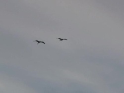 Flying herons  1080/60i Stock Footage