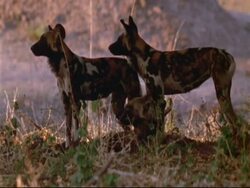 MS Three Wild dogs resting under shade of a tree, evening light, Mana Pools, Zimbabwe Stock Footage
