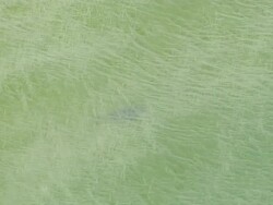 WS AERIAL DS TS ZI View of Shark under water / Mandalong, New South Wales, Australia Stock Footage