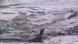 Crocodiles drown their prey in a river. Stock Footage