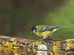 MS SLO MO Shot of great Tit taking seed in beak and taking off from branch / Vieux Pont en Auge, Normandy, France Stock Footage