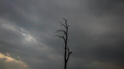 Zoom in Time-Lapse of Cloud moving over the dead tree Stock Footage