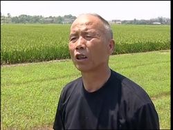 Chinese farmers embrace hybrid rice News Clip