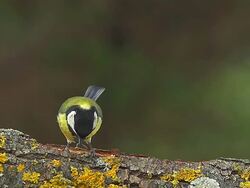 CU SLO MO Shot of Great Tit (Parus Major) female with seed in its Beak and taking off from branch in flight / Calvados, Normandy, France Stock Footage