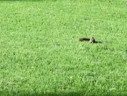squirrel foraging and eating food Stock Footage