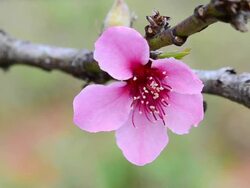 Peach blossom Stock Footage