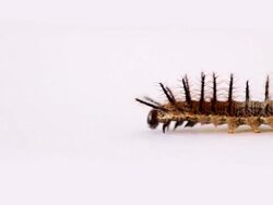 Lagarta Stock Footage