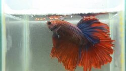 Siamese fighting fish is in fresh water Stock Footage